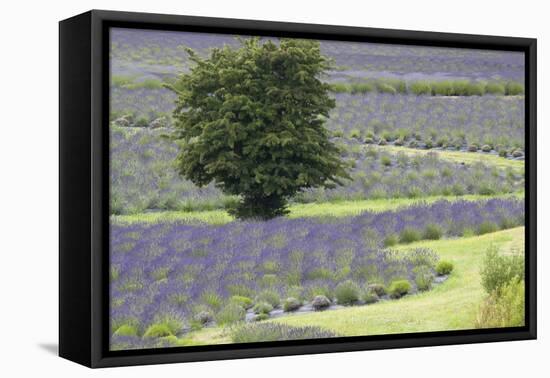 Lavender Field and Tree-Dana Styber-Framed Premier Image Canvas