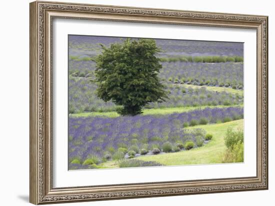 Lavender Field and Tree-Dana Styber-Framed Photographic Print