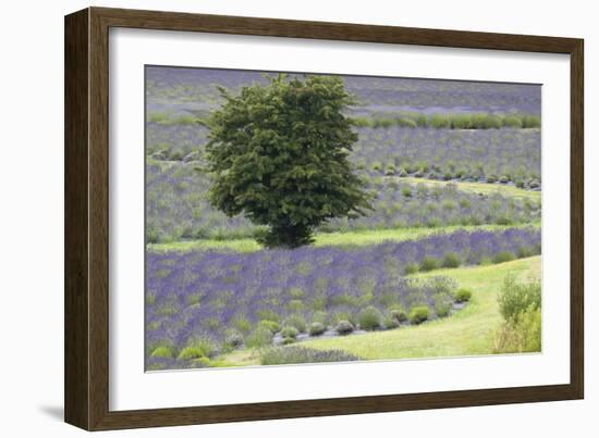 Lavender Field and Tree-Dana Styber-Framed Photographic Print