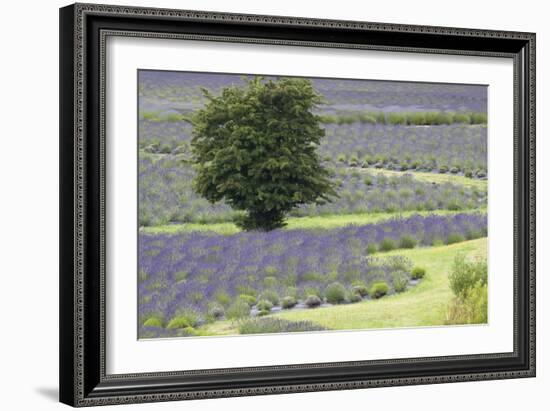 Lavender Field and Tree-Dana Styber-Framed Photographic Print