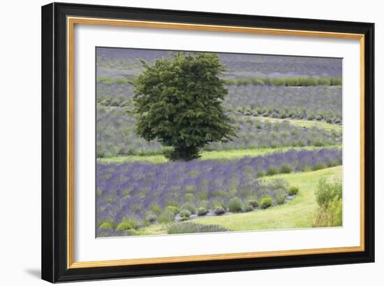 Lavender Field and Tree-Dana Styber-Framed Photographic Print