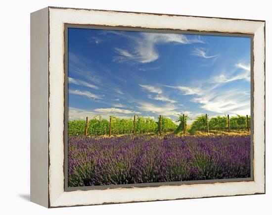 Lavender Field and Vineyard, Walla Walla, Washington, USA-Richard Duval-Framed Premier Image Canvas