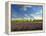 Lavender Field and Vineyard, Walla Walla, Washington, USA-Richard Duval-Framed Premier Image Canvas