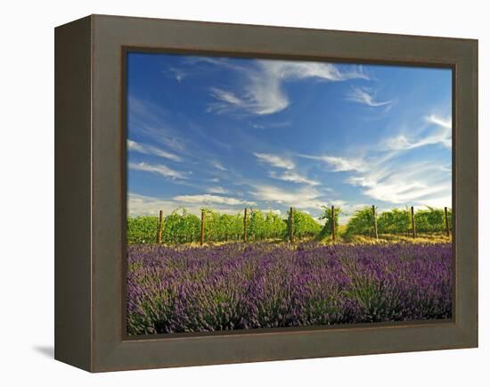 Lavender Field and Vineyard, Walla Walla, Washington, USA-Richard Duval-Framed Premier Image Canvas