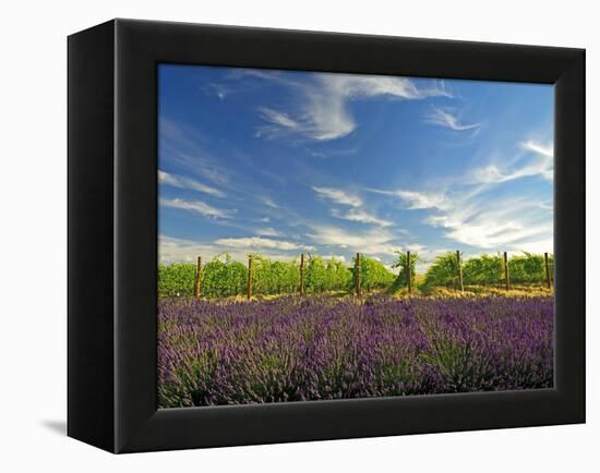 Lavender Field and Vineyard, Walla Walla, Washington, USA-Richard Duval-Framed Premier Image Canvas