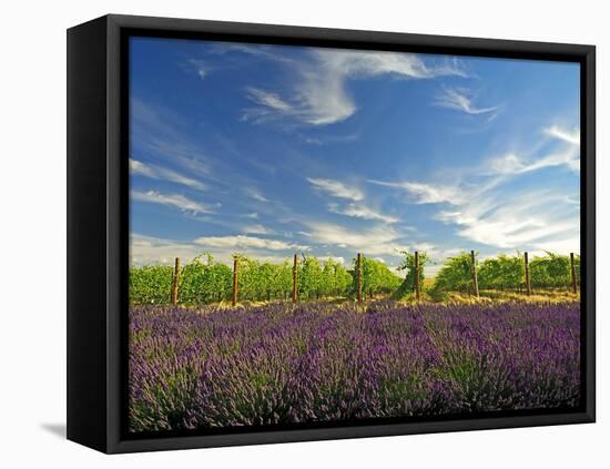 Lavender Field and Vineyard, Walla Walla, Washington, USA-Richard Duval-Framed Premier Image Canvas