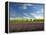 Lavender Field and Vineyard, Walla Walla, Washington, USA-Richard Duval-Framed Premier Image Canvas