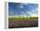 Lavender Field and Vineyard, Walla Walla, Washington, USA-Richard Duval-Framed Premier Image Canvas