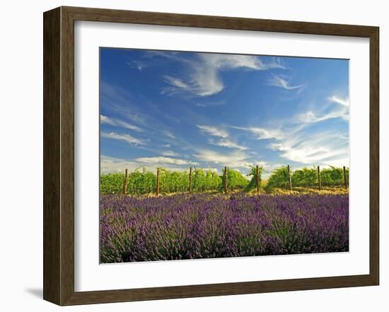 Lavender Field and Vineyard, Walla Walla, Washington, USA-Richard Duval-Framed Photographic Print