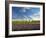 Lavender Field and Vineyard, Walla Walla, Washington, USA-Richard Duval-Framed Photographic Print