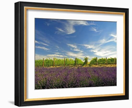 Lavender Field and Vineyard, Walla Walla, Washington, USA-Richard Duval-Framed Photographic Print