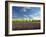 Lavender Field and Vineyard, Walla Walla, Washington, USA-Richard Duval-Framed Photographic Print