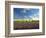 Lavender Field and Vineyard, Walla Walla, Washington, USA-Richard Duval-Framed Photographic Print