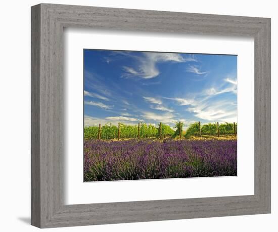 Lavender Field and Vineyard, Walla Walla, Washington, USA-Richard Duval-Framed Photographic Print