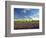 Lavender Field and Vineyard, Walla Walla, Washington, USA-Richard Duval-Framed Photographic Print