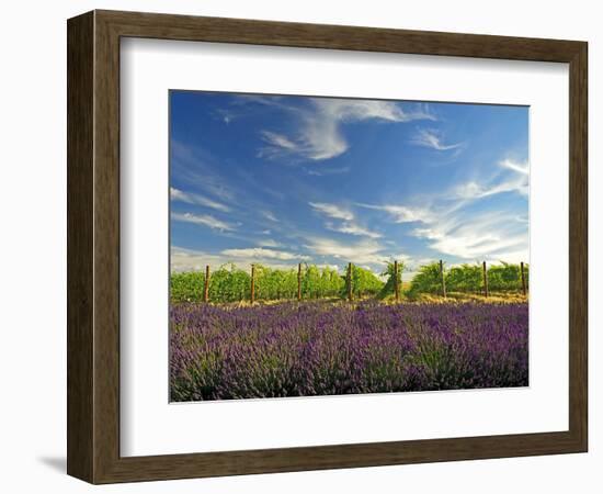 Lavender Field and Vineyard, Walla Walla, Washington, USA-Richard Duval-Framed Photographic Print