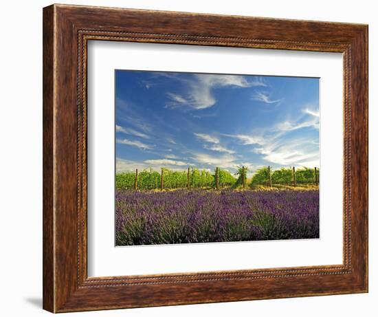 Lavender Field and Vineyard, Walla Walla, Washington, USA-Richard Duval-Framed Photographic Print