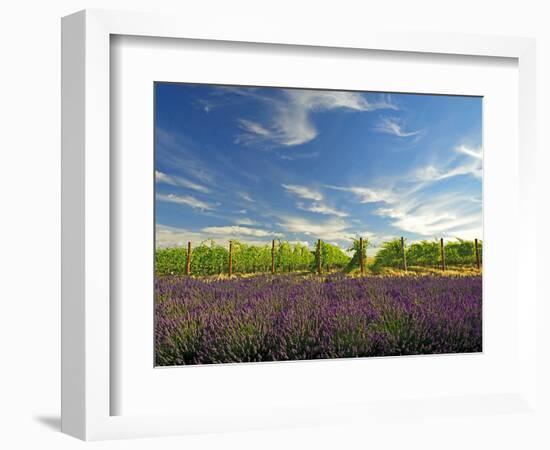 Lavender Field and Vineyard, Walla Walla, Washington, USA-Richard Duval-Framed Photographic Print