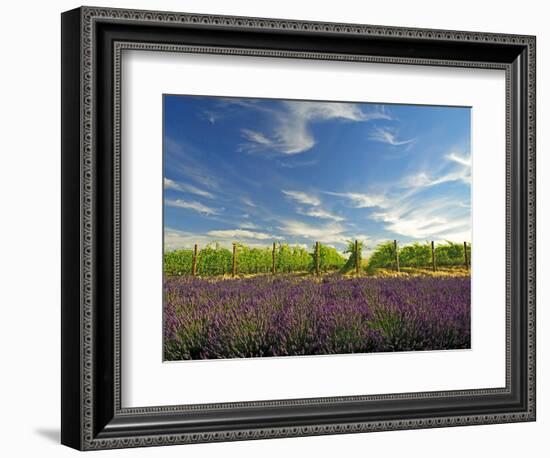 Lavender Field and Vineyard, Walla Walla, Washington, USA-Richard Duval-Framed Photographic Print