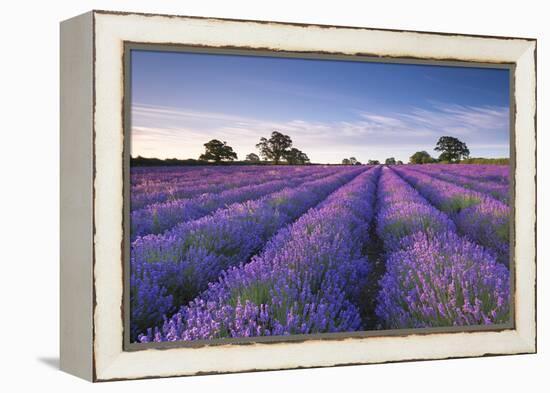 Lavender Field at Dawn, Somerset, England. Summer (July)-Adam Burton-Framed Premier Image Canvas