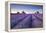 Lavender Field at Dawn, Somerset, England. Summer (July)-Adam Burton-Framed Premier Image Canvas