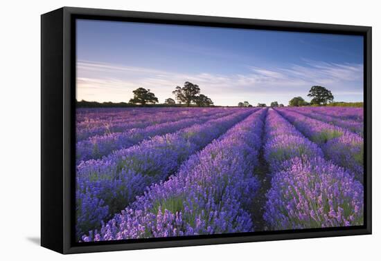 Lavender Field at Dawn, Somerset, England. Summer (July)-Adam Burton-Framed Premier Image Canvas