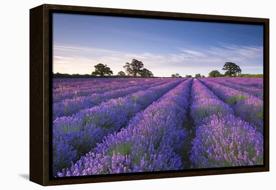 Lavender Field at Dawn, Somerset, England. Summer (July)-Adam Burton-Framed Premier Image Canvas