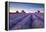 Lavender Field at Dawn, Somerset, England. Summer (July)-Adam Burton-Framed Premier Image Canvas