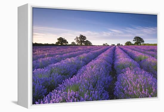 Lavender Field at Dawn, Somerset, England. Summer (July)-Adam Burton-Framed Premier Image Canvas