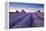 Lavender Field at Dawn, Somerset, England. Summer (July)-Adam Burton-Framed Premier Image Canvas