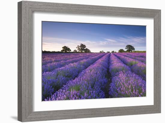 Lavender Field at Dawn, Somerset, England. Summer (July)-Adam Burton-Framed Photographic Print