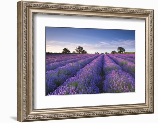 Lavender Field at Dawn, Somerset, England. Summer (July)-Adam Burton-Framed Photographic Print