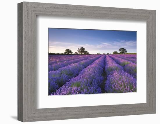 Lavender Field at Dawn, Somerset, England. Summer (July)-Adam Burton-Framed Photographic Print