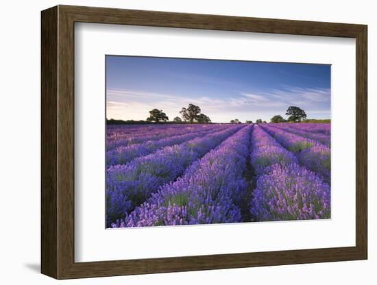 Lavender Field at Dawn, Somerset, England. Summer (July)-Adam Burton-Framed Photographic Print