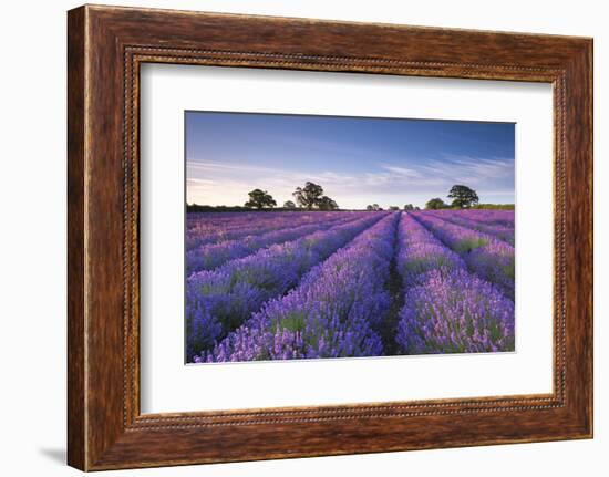 Lavender Field at Dawn, Somerset, England. Summer (July)-Adam Burton-Framed Photographic Print