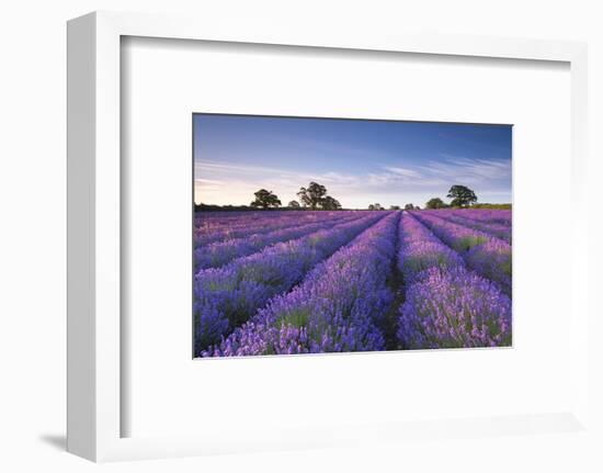 Lavender Field at Dawn, Somerset, England. Summer (July)-Adam Burton-Framed Photographic Print