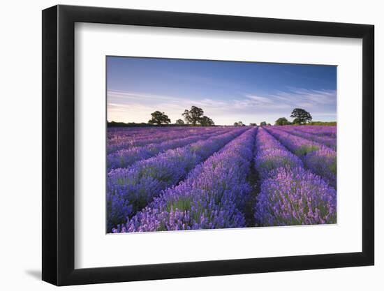 Lavender Field at Dawn, Somerset, England. Summer (July)-Adam Burton-Framed Photographic Print