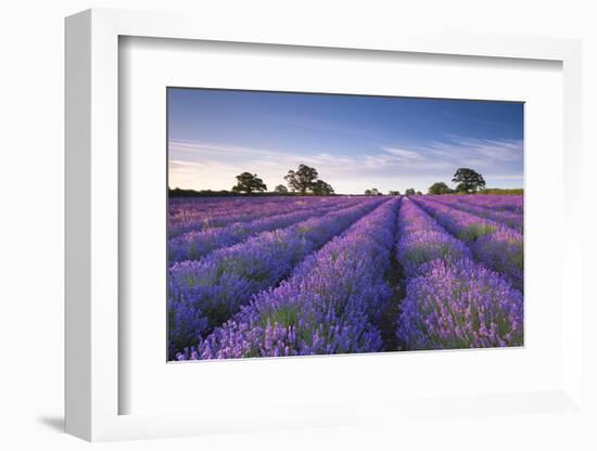 Lavender Field at Dawn, Somerset, England. Summer (July)-Adam Burton-Framed Photographic Print