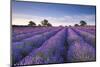 Lavender Field at Dawn, Somerset, England. Summer (July)-Adam Burton-Mounted Photographic Print
