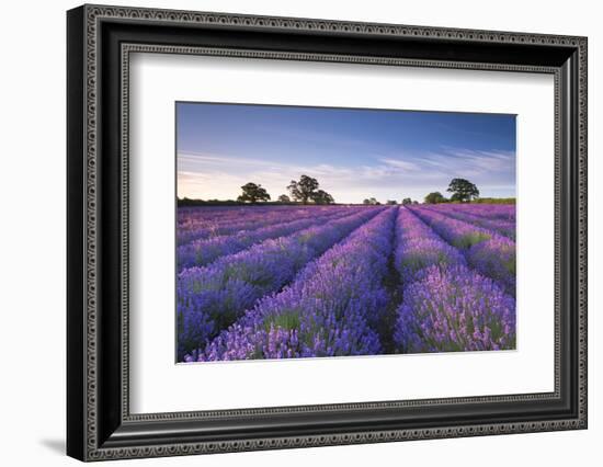 Lavender Field at Dawn, Somerset, England. Summer (July)-Adam Burton-Framed Photographic Print