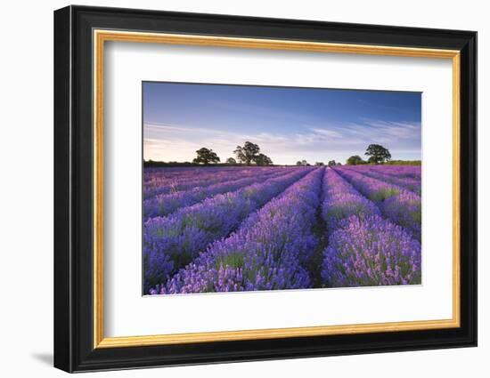 Lavender Field at Dawn, Somerset, England. Summer (July)-Adam Burton-Framed Photographic Print