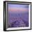 Lavender Field at Dusk-Cora Niele-Framed Giclee Print