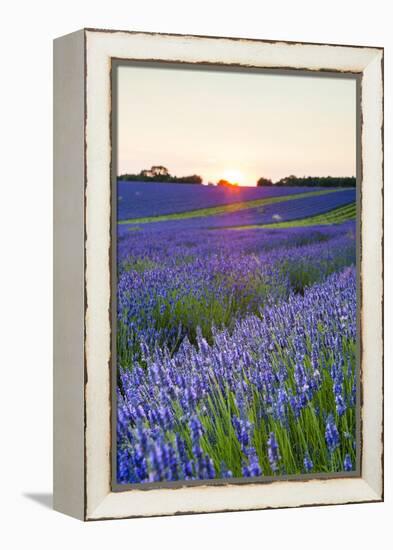 Lavender Field at Snowshill Lavender, the Cotswolds, Gloucestershire, England-Matthew Williams-Ellis-Framed Premier Image Canvas