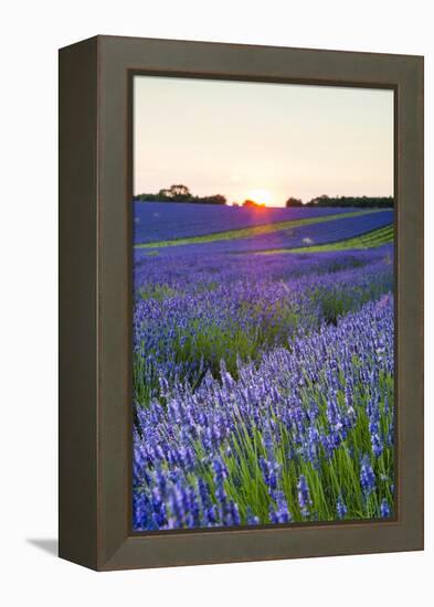 Lavender Field at Snowshill Lavender, the Cotswolds, Gloucestershire, England-Matthew Williams-Ellis-Framed Premier Image Canvas