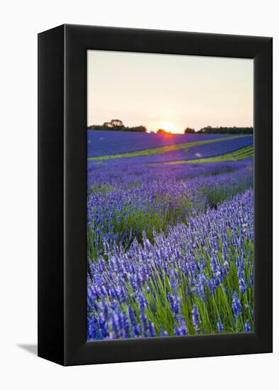 Lavender Field at Snowshill Lavender, the Cotswolds, Gloucestershire, England-Matthew Williams-Ellis-Framed Premier Image Canvas