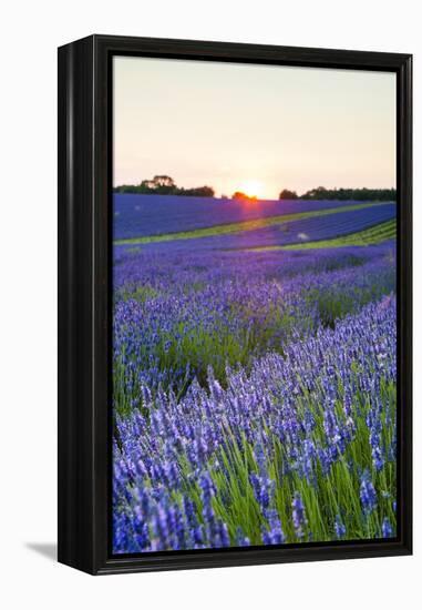 Lavender Field at Snowshill Lavender, the Cotswolds, Gloucestershire, England-Matthew Williams-Ellis-Framed Premier Image Canvas