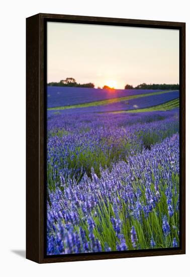 Lavender Field at Snowshill Lavender, the Cotswolds, Gloucestershire, England-Matthew Williams-Ellis-Framed Premier Image Canvas