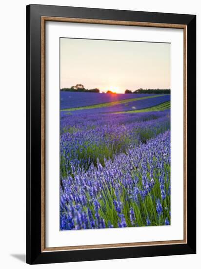 Lavender Field at Snowshill Lavender, the Cotswolds, Gloucestershire, England-Matthew Williams-Ellis-Framed Photographic Print