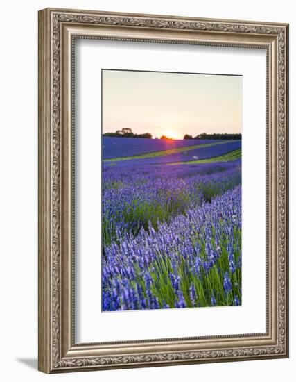 Lavender Field at Snowshill Lavender, the Cotswolds, Gloucestershire, England-Matthew Williams-Ellis-Framed Photographic Print