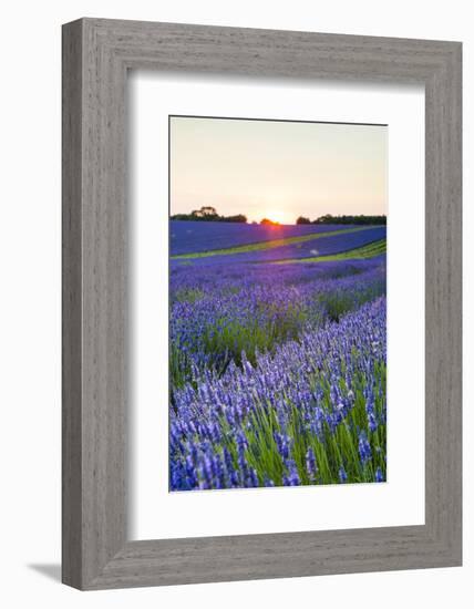 Lavender Field at Snowshill Lavender, the Cotswolds, Gloucestershire, England-Matthew Williams-Ellis-Framed Photographic Print